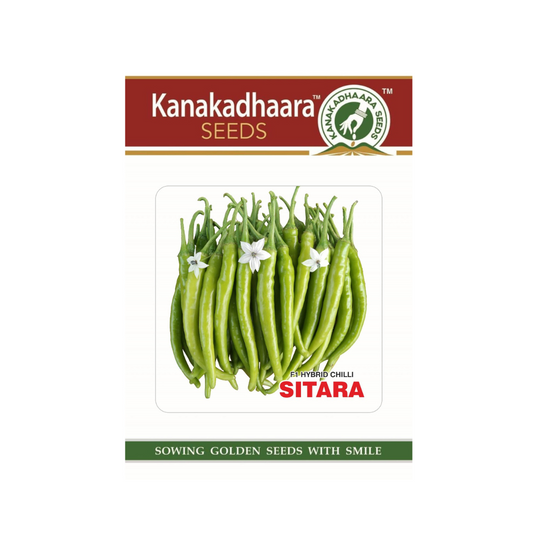 Sitara Chilli Seeds - Kanakadhaara Seeds | F1 Hybrid | Buy Online Now