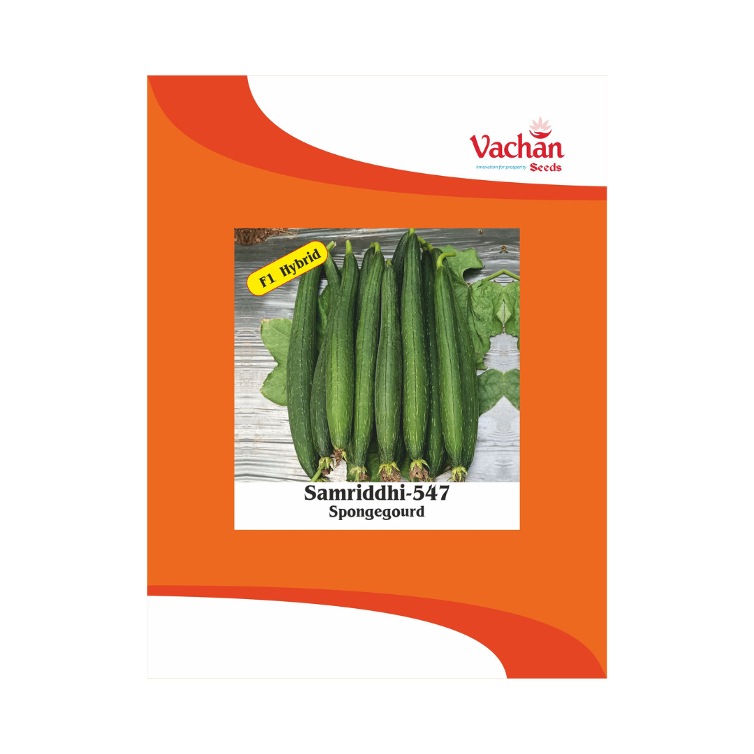 Samriddhi-547 Sponge Gourd Seeds - Vachan | F1 Hybrid | Buy Online Now - DesiKheti
