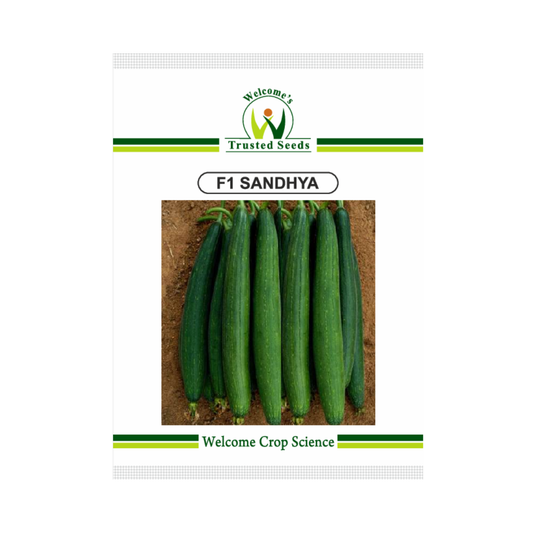 Sandhya Sponge Gourd Seeds - Welcome | F1 Hybrid | Buy Online Now
