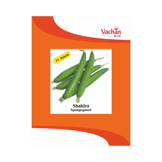 Shakira Sponge Gourd Seeds - Vachan | F1 Hybrid | Buy Online Now - DesiKheti
