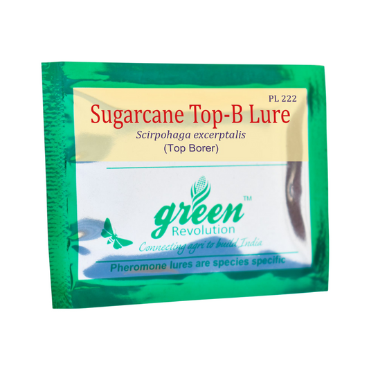 Sugarcane Top-B Lure Scripophaga Nivella (Pack of 10) - Green Revolution