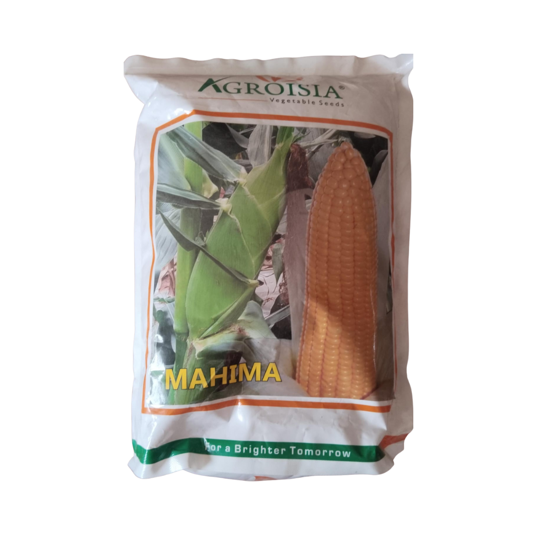 Mahima Sweet Corn Seeds - Agroisia | F1 Hybrid | Buy Online Now
