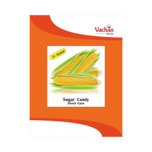 Sugar Candy Sweet Corn Seeds - Vachan Seeds | F1 Hybrid | Buy Online at Best Price