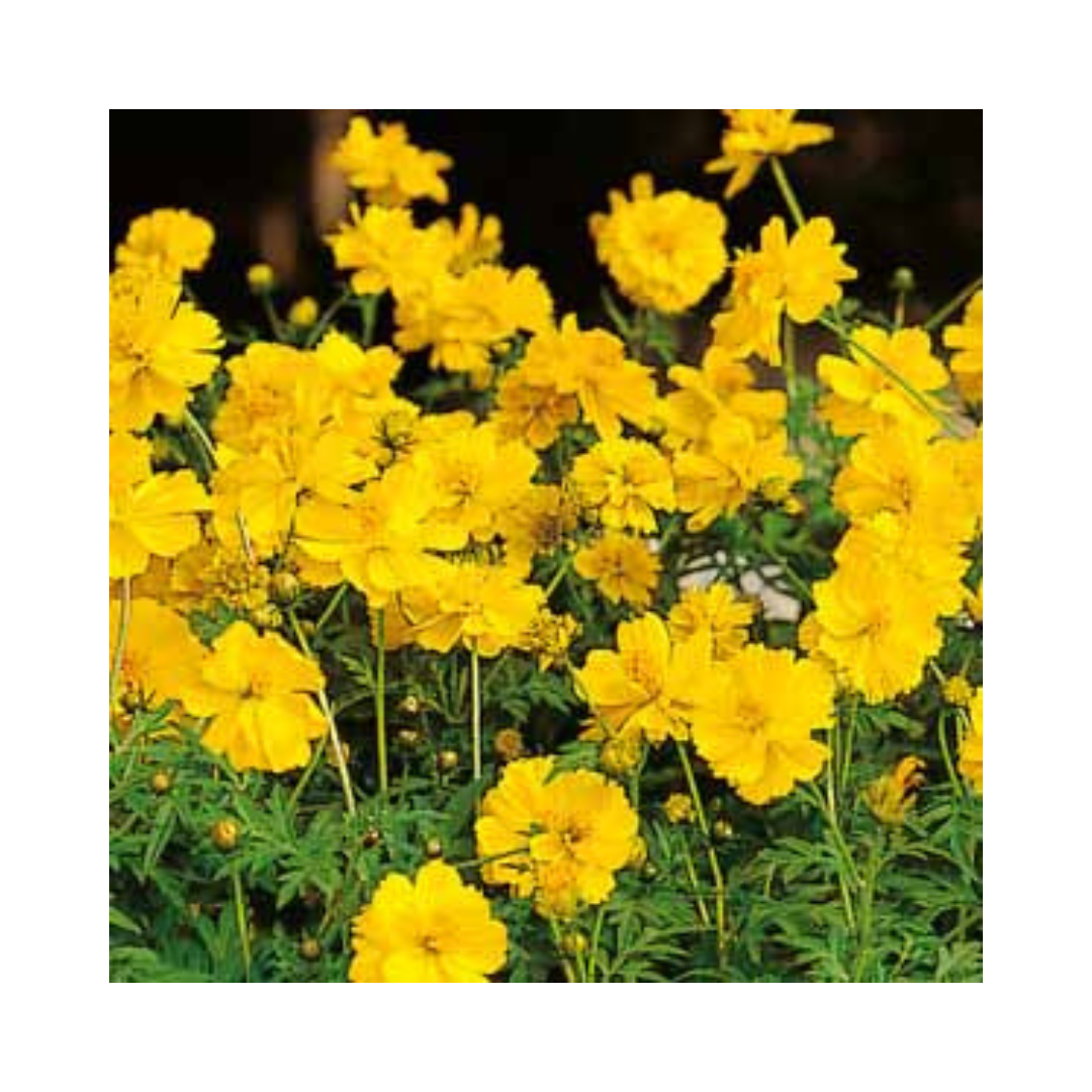 Cosmos Ladybird Yellow Seeds - Sakata | Buy Online Now - DesiKheti