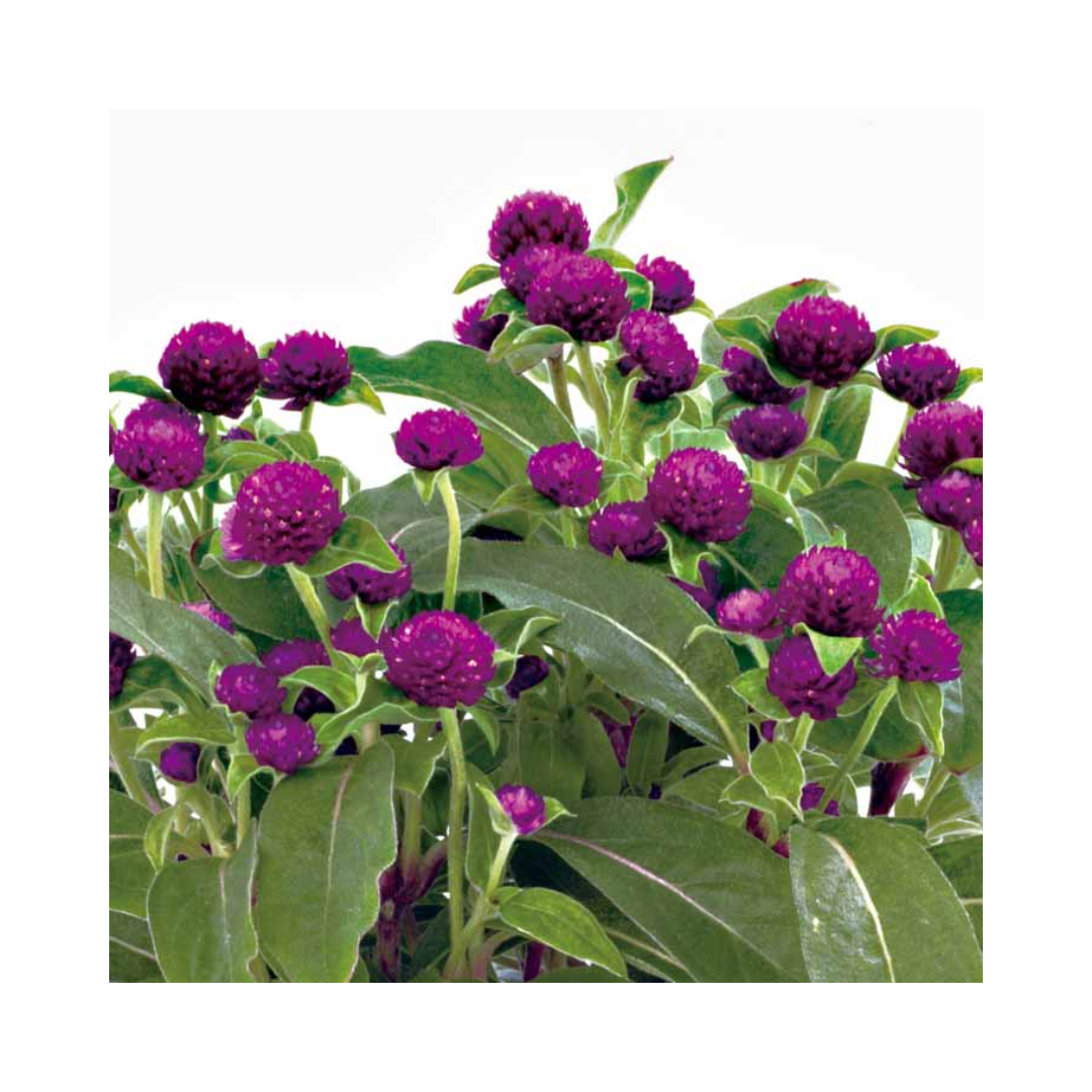 Gomphrena Gnome Purple Seeds - Sakata | Buy Online Now - DesiKheti
