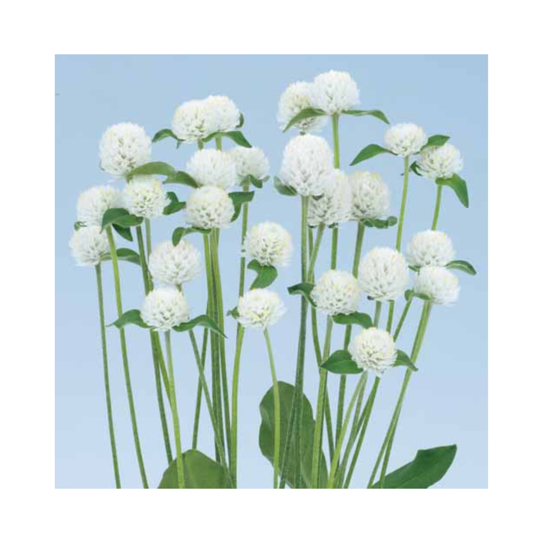Gomphrena Ping Pong White Seeds - Sakata | Buy Online - DesiKheti