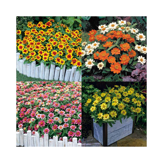 Zinnia Profusion Mix Seeds - Sakata | Buy Online Now - DesiKheti