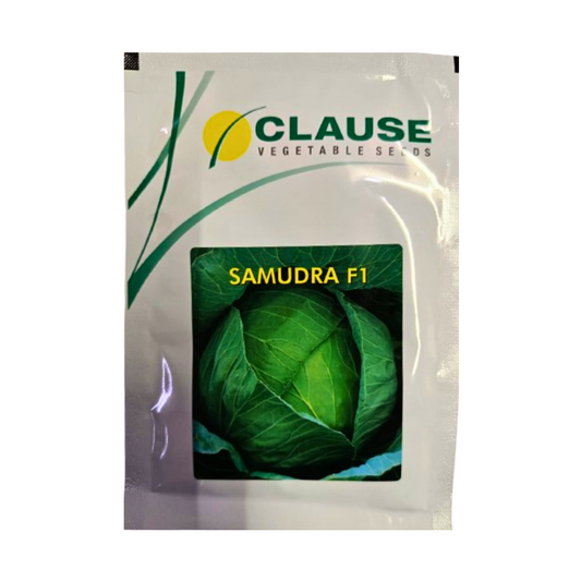 Samudra Cabbage Seeds - HM Clause | F1 Hybrid | Buy Online at Best Price