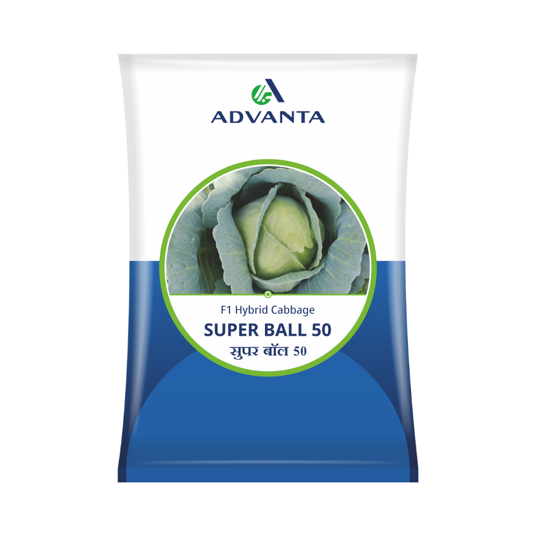Super Ball 50 Cabbage Seeds - Advanta | F1 Hybrid | Buy Online at Best Price