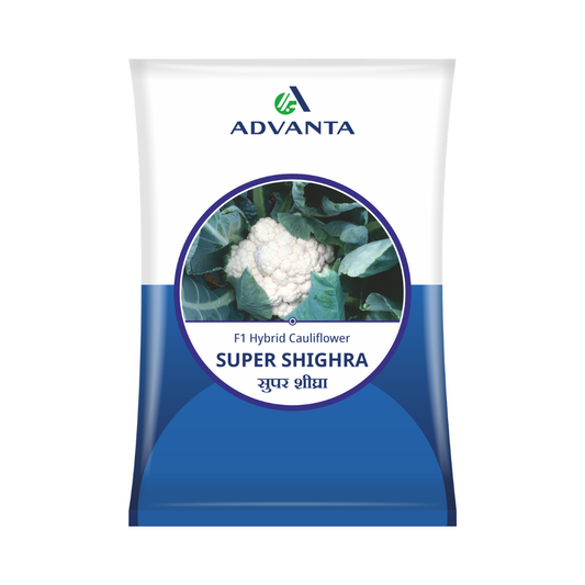 Super Shigra Cauliflower Seeds - Advanta | F1 Hybrid | Buy Online at Best Price