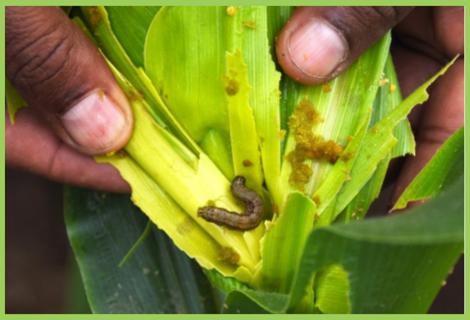 Sweet Corn Armyworm | Sweet Corn Pest | Symptoms & Control Measures ...