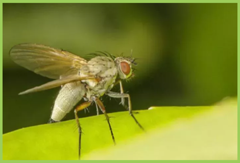 Corn Fly Sweet Corn Stem Fly | Sweet Corn Pest | Symptoms & Control Measures ...