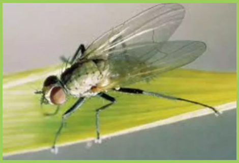 Corn Fly Sweet Corn Stem Fly | Sweet Corn Pest | Symptoms & Control Measures ...