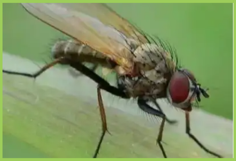 Corn Fly Sweet Corn Stem Fly | Sweet Corn Pest | Symptoms & Control Measures ...
