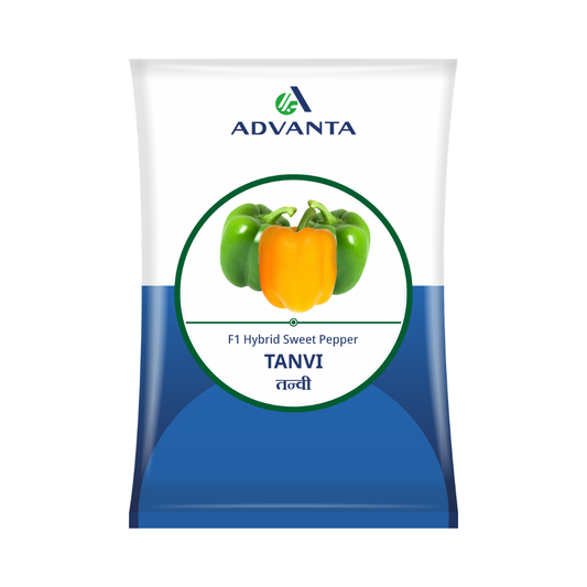 Tanvi Capsicum Seeds - Advanta | F1 Hybrid | Buy Online Now