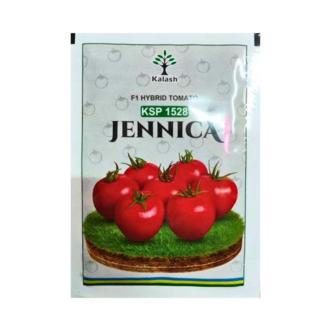 KSP 1528 Jennica Tomato Seeds - Kalash | F1 Hybrid | Buy Online at Best Price