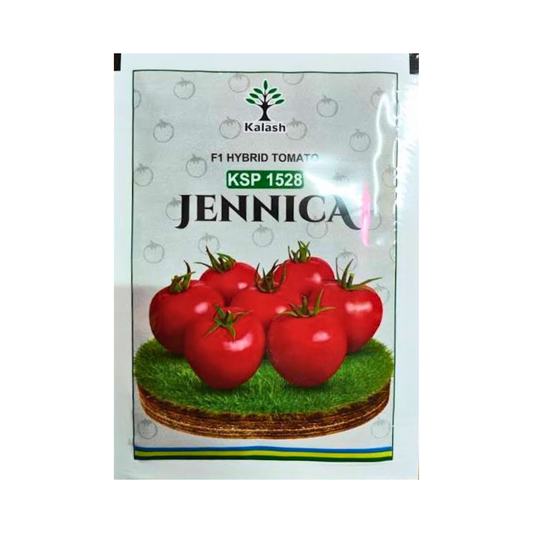 KSP 1528 Jennica Tomato Seeds - Kalash | F1 Hybrid | Buy Online at Best Price