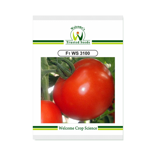 WS-3100 Tomato Seeds - Welcome | F1 Hybrid | Buy Online at Best Price