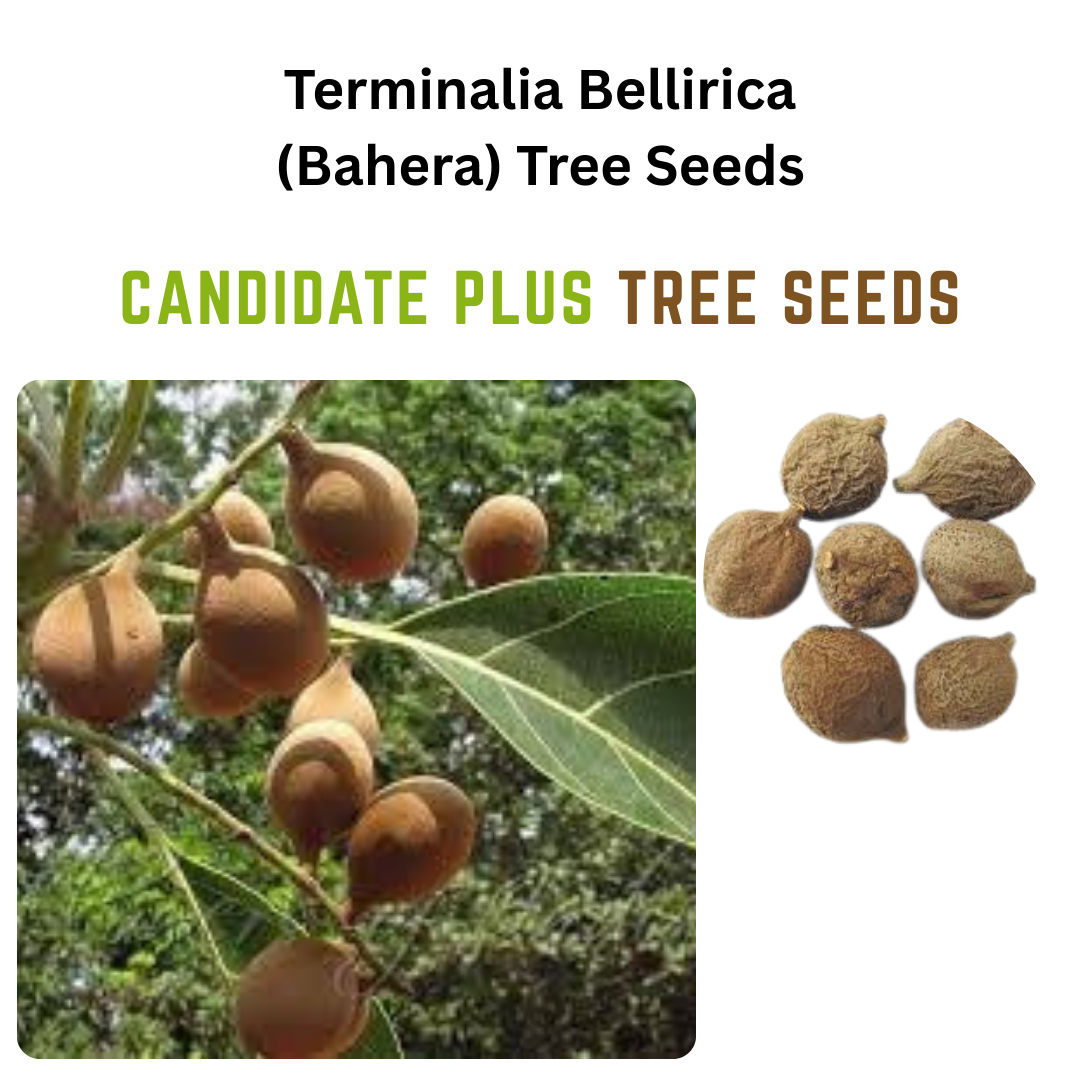 Terminalia Bellirica (Bahera) Tree Seeds | Buy Online Now - DesiKheti ...