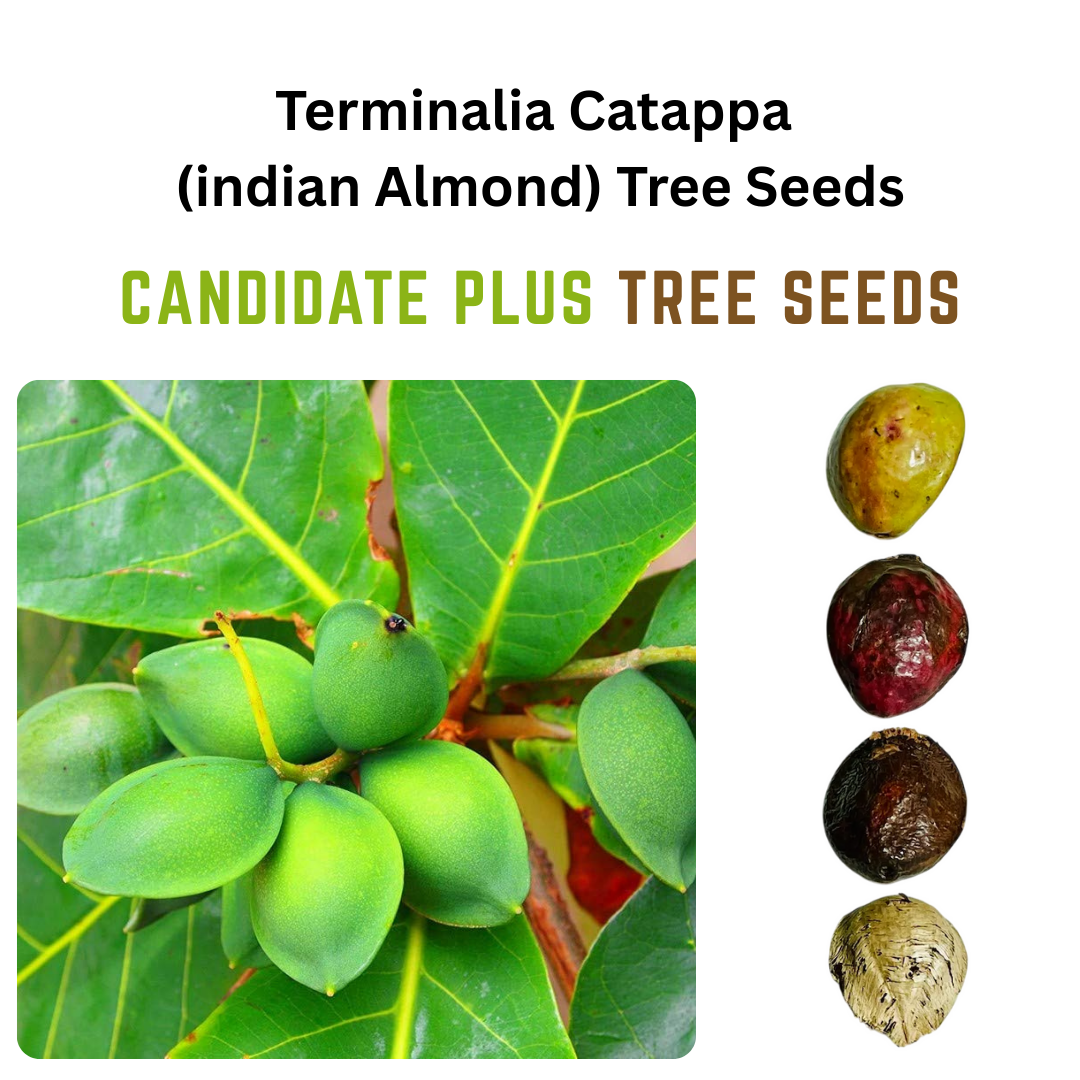 Terminalia Catappa (Indian Almond) Tree Seeds | Buy Online Now