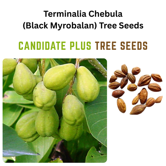 Terminalia Chebula (Black Myrobalan) Tree Seeds | Buy Online Now