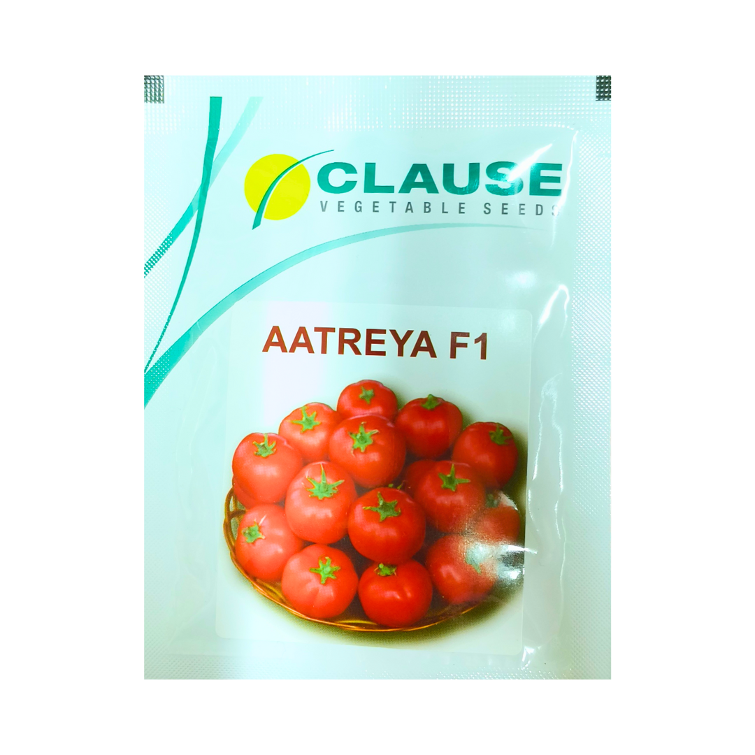 Aatreya Tomato Seeds - HM Clause | F1 Hybrid | Buy Online at Best Price
