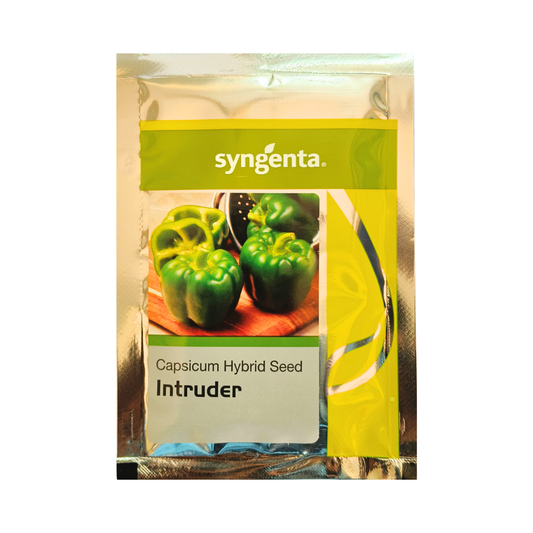 Intruder Capsicum Seeds - Syngenta | F1 Hybrid | Buy Online Now