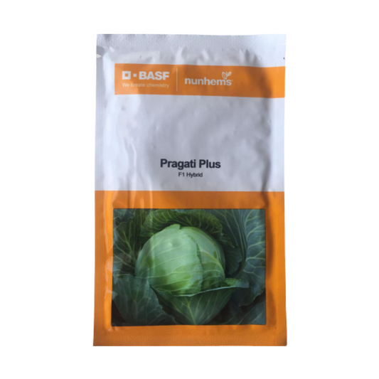 Pragati Plus Cabbage Seeds - Nunhems | F1 Hybrid | Buy Online at Best Price