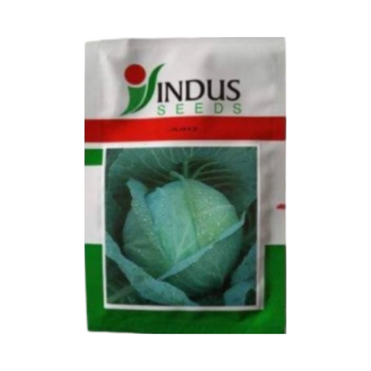 Indus Juhi Cabbage Seeds | F1 Hybrid | Buy Online at Best Price