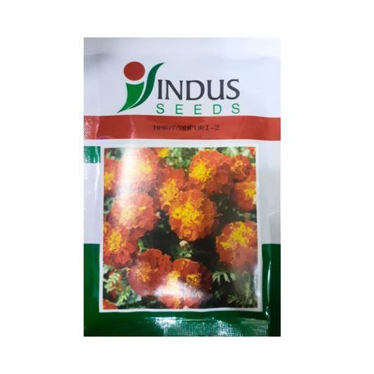 Narayanpuri - 2 French Marigold Seeds - Indus | F1 Hybrid | Buy Online at Best Price
