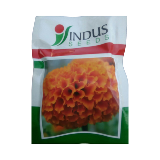 Sweet Orange Marigold Seeds - Indus | F1 Hybrid | Buy Online at Best Price
