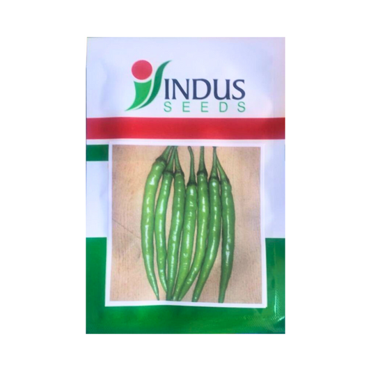 Indus V 13 Chilli Seeds | F1 Hybrid | Buy Online at Best Price
