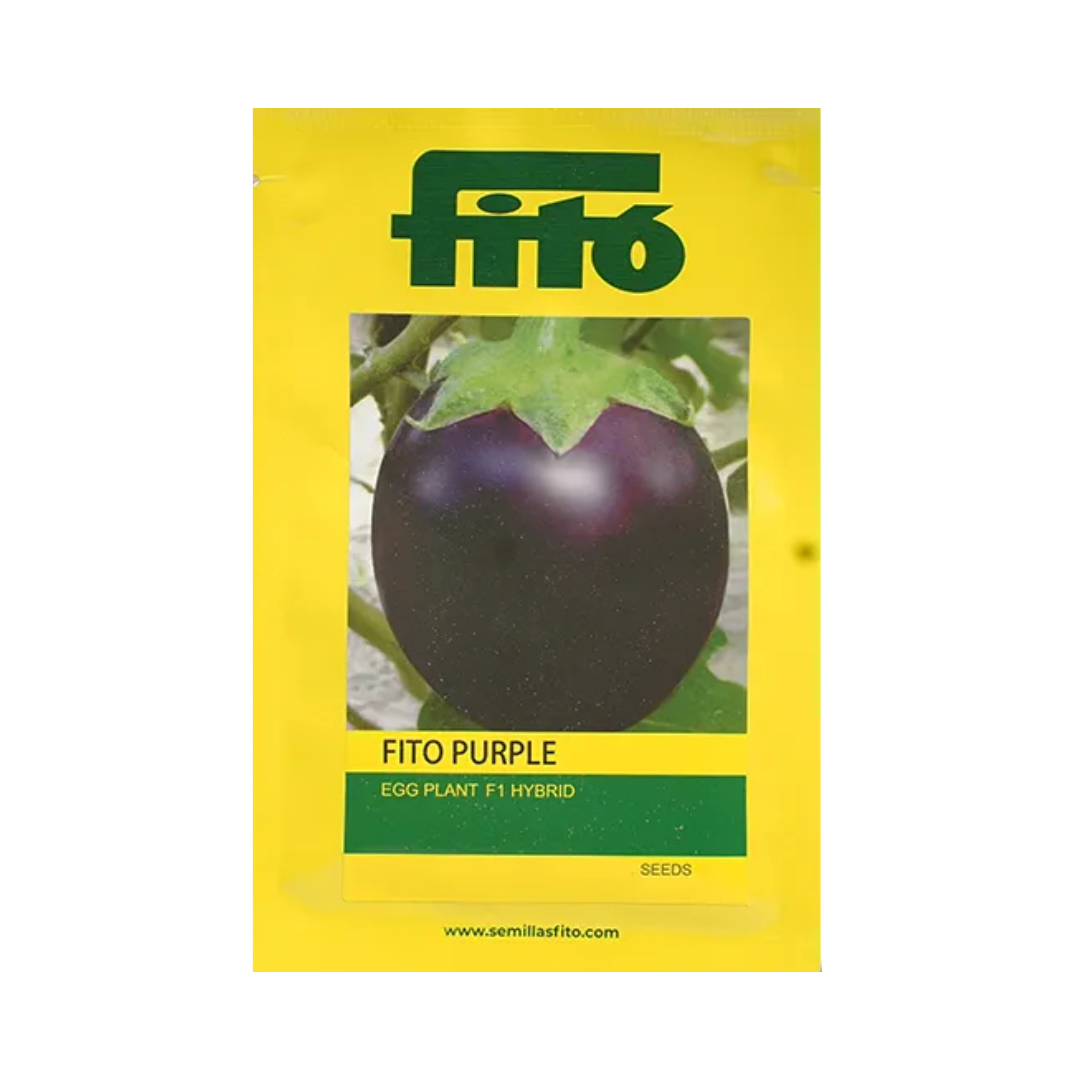 Fito Purple Brinjal Seeds | F1 Hybrid | Buy Online at Best Price
