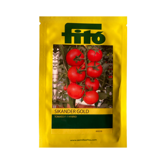 Sikander Gold Tomato Seeds - Fito | F1 Hybrid | Buy Online at Best Price