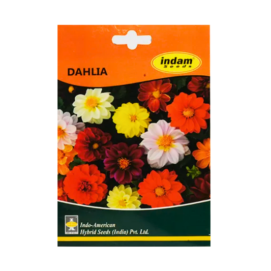 Dahlia Flowers Seeds - Indo American | F1 Hybrid | Buy Online at Best Price