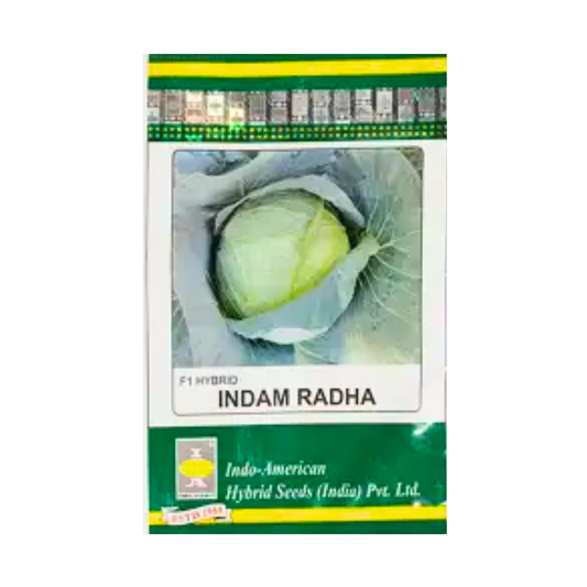 Indam Radha Cabbage Seeds - Indo American | F1 Hybrid | Buy Online at Best Price