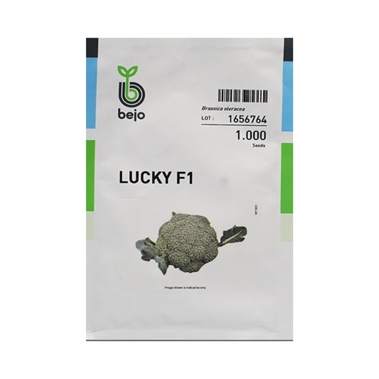 Lucky Broccoli Seeds - Bejo | F1 Hybrid | Buy Online at Best Price