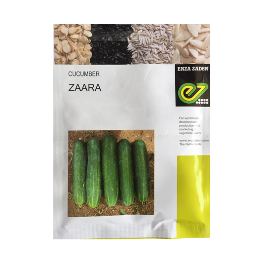 Zaara Cucumber Seeds - Enza Zaden | F1 Hybrid | Buy Online at Best Price