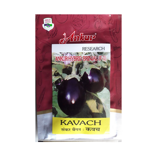 Kavach Brinjal Seeds - Ankur | F1 Hybrid | Buy Online at Best Price
