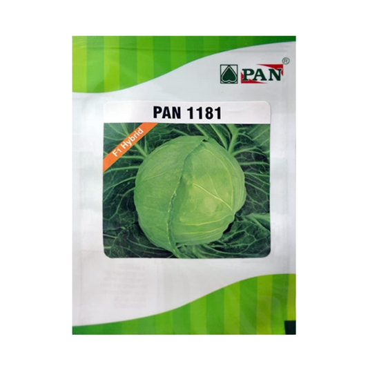 Pan 1181 Hybrid Cabbage Seeds | F1 Hybrid | Buy Online at Best Price