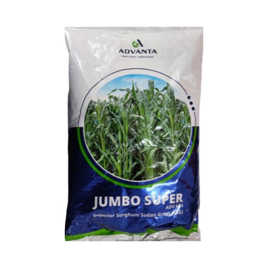 Jumbo Super Grass Seeds - Advanta | F1 Hybrid | Buy Online at Best Price