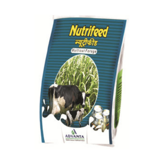 Nutrifeed Forage Grass Seeds - Advanta | F1 Hybrid | Buy Online at Best Price