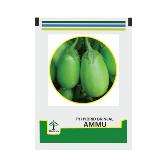 BSS-457 Ammu Brinjal Seeds - Kalash | F1 Hybrid | Buy Online at Best Price