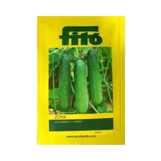 Zoya Cucumber Seeds - Fito | F1 Hybrid | Buy Online at Best Price