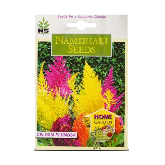 NS Celosia Plumosa Forest Fire Seeds - Namdhari | F1 Hybrid | Buy Online at Best Price