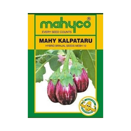 MAHY KALPATARU Brinjal Seeds | F1 Hybrid | Buy Online at Best Price