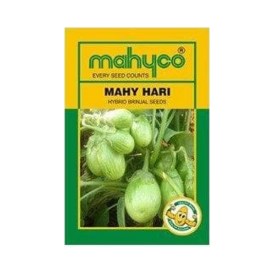 MAHY HARI - 115 Brinjal Seeds | F1 Hybrid | Buy Online at Best Price