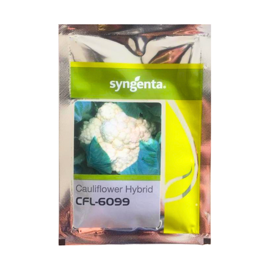 CFL-6099 Cauliflower Seeds - Syngenta | F1 Hybrid | Buy Online at Best Price