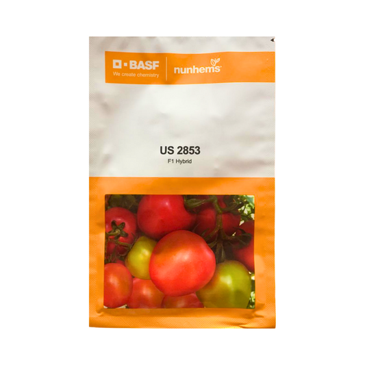 US 2853 Tomato Seeds - Nunhems | F1 Hybrid | Buy Online at Best Price