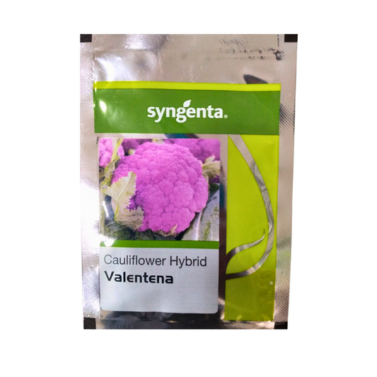 Valentena Cauliflower Seeds - Syngenta | F1 Hybrid | Buy Online at Best Price